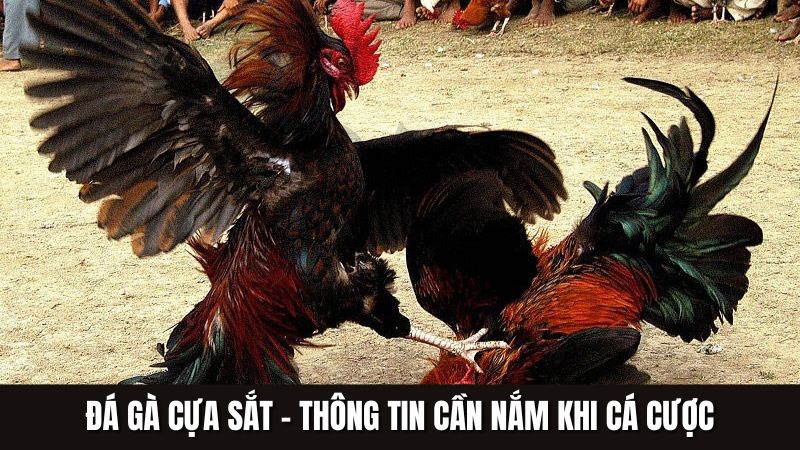 Đá Gà Cựa Sắt - Thông Tin Cần Nắm Trước Khi Bắt Đầu Cá Cược