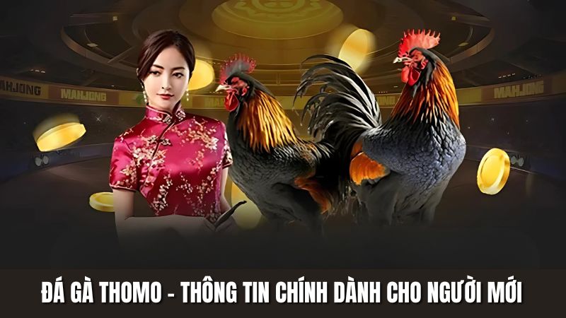 Đá Gà Thomo - Những Thông Tin Chính Dành Cho Người Mới Từ 69VN