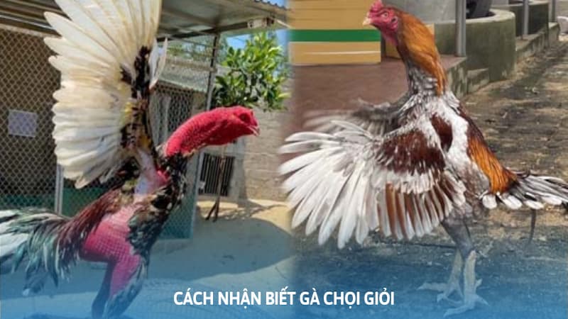 Cách Nhận Biết Gà Chọi Giỏi Thông Qua Các Đặc Điểm Chuẩn
