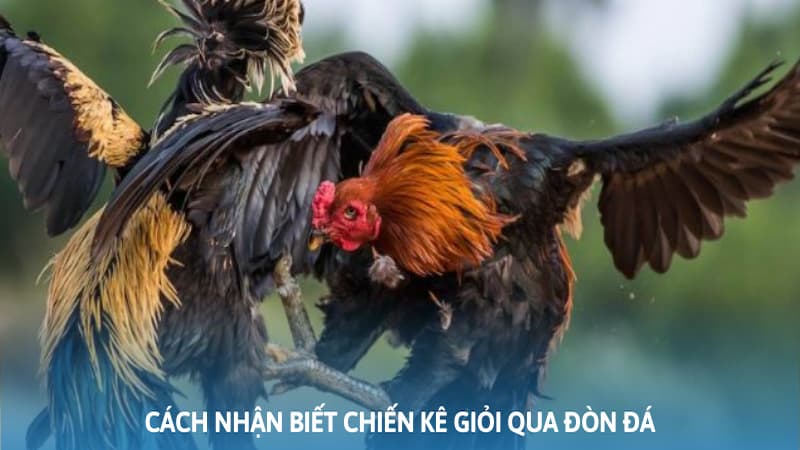 Cách nhận biết gà chọi giỏi thông qua đòn đá cực chuẩn
