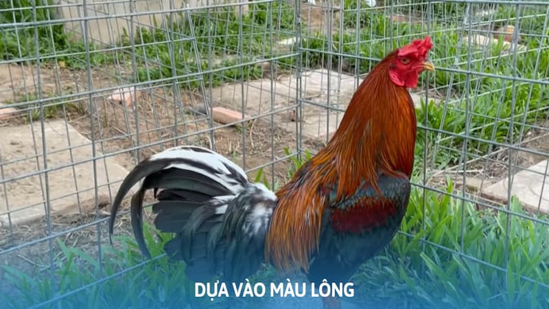 Màu Lông Chính Là Vũ Khí Quan Trọng Để Chọn Chiến Kê Tài