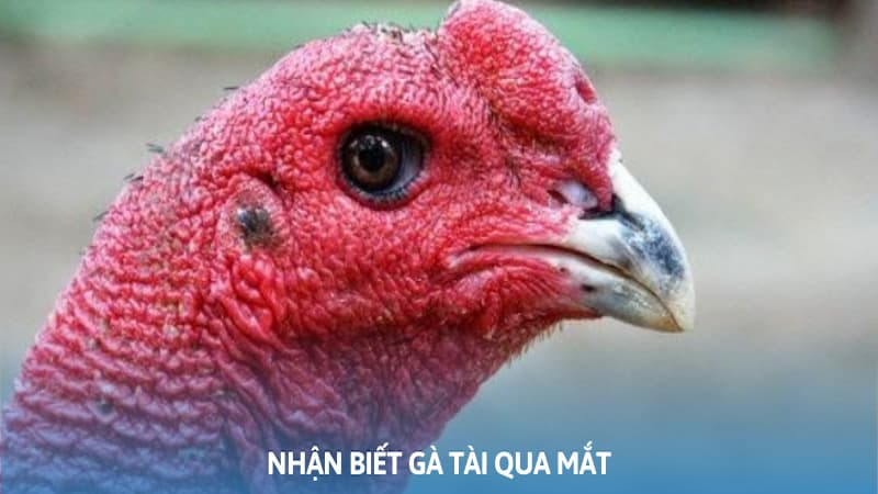 Bạn Có Thể Dựa Vào Tướng Mắt Để Chọn Cho Mình Thần Kê Bất Bại