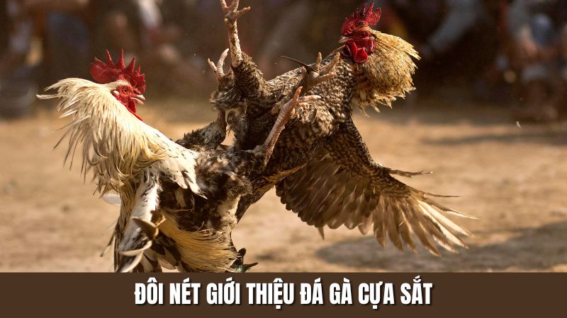 Đôi nét giới thiệu đá gà cựa sắt
