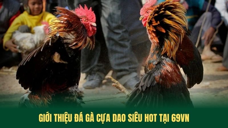 Giới Thiệu Đá Gà Cựa Dao Siêu Hot Tại 69VN