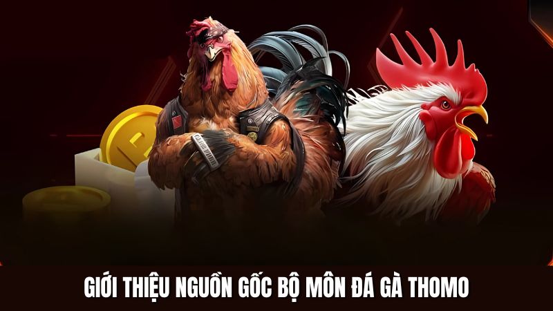 Giới thiệu nguồn gốc bộ môn đá gà Thomo