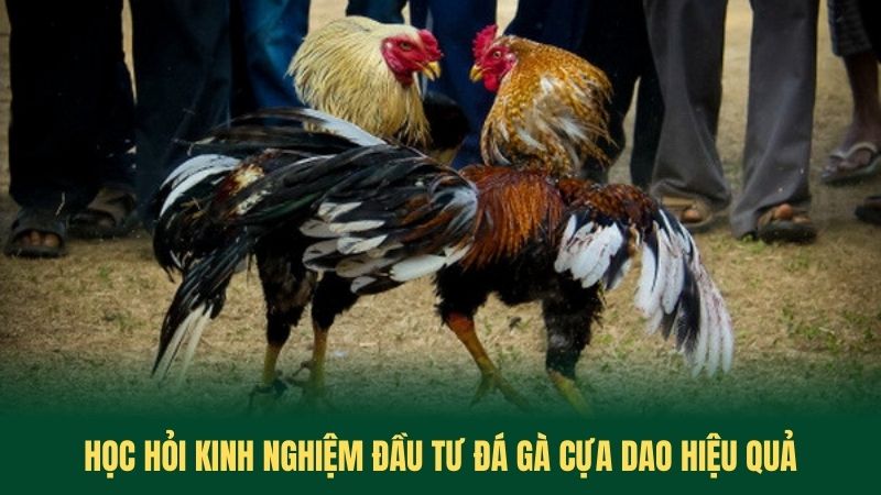 Học Hỏi Kinh Nghiệm Đầu Tư Đá Gà Cựa Dao Hiệu Quả
