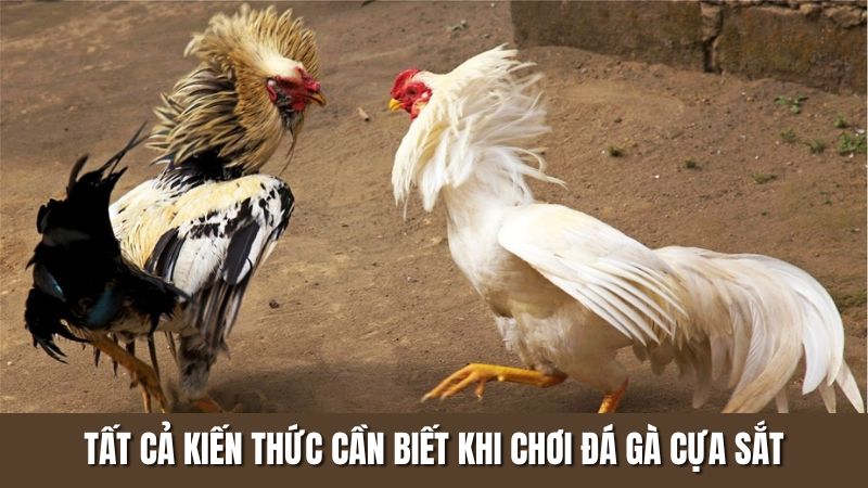 Tất cả kiến thức cần biết khi chơi đá gà cựa sắt