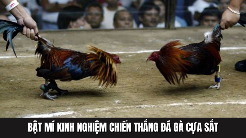 Bật mí kinh nghiệm chiến thắng đá gà cựa sắt