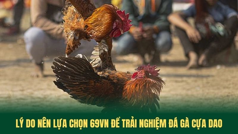 Lý Do Nên Lựa Chọn 69VN Để Trải Nghiệm Đá Gà Cựa Dao