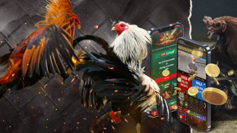 Ưu Điểm Làm Nên Thành Công Cho Chuyên Mục Đá Gà 69vn