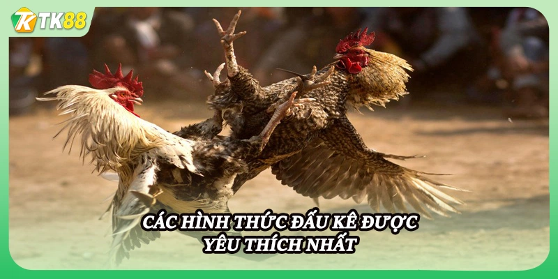 Các hình thức đấu kê được yêu thích nhất