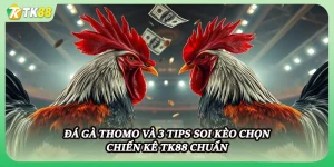 Đá Gà Thomo Và 3 Tips Soi Kèo Chọn Chiến Kê Tk88 Chuẩn