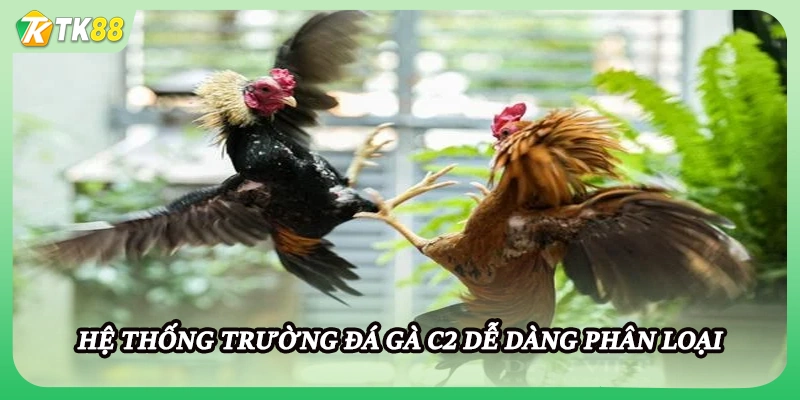 Hệ thống trường đá gà C2 dễ dàng phân loại