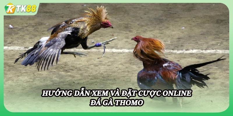 Hướng dẫn xem và đặt cược online đá gà Thomo