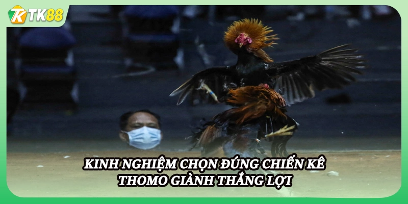 Kinh nghiệm chọn đúng chiến kê Thomo giành thắng lợi