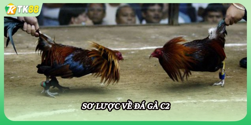 Sơ lược về đá gà C2