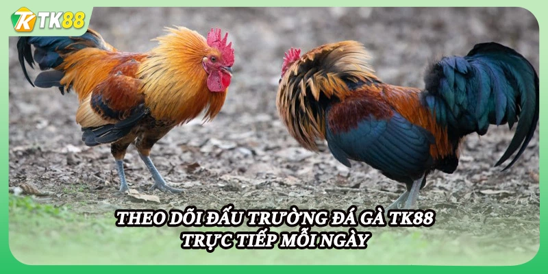 Theo dõi đấu trường đá gà TK88 trực tiếp mỗi ngày