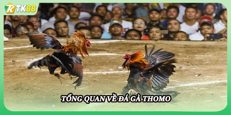 Tổng quan về đá gà Thomo